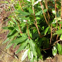 Rhododendron